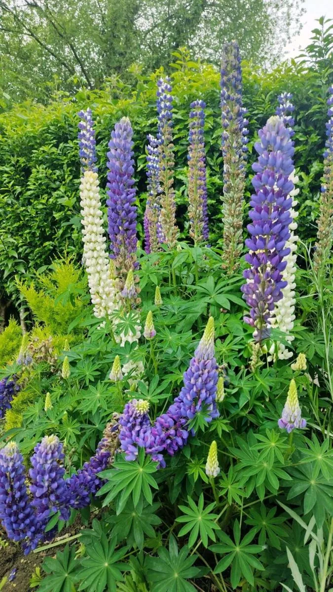 Tree Lupin Plant