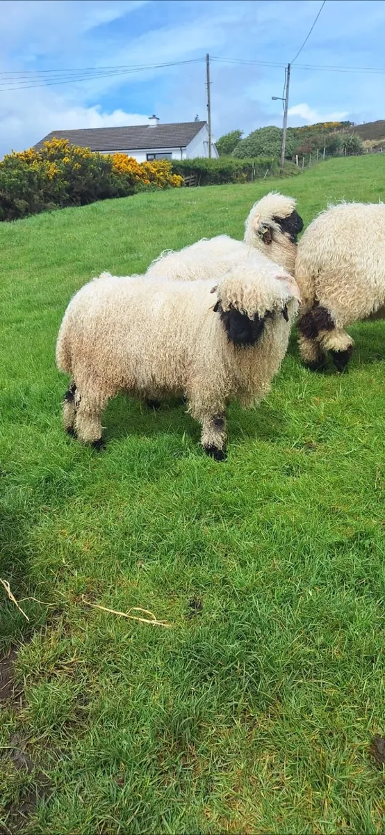 Valais blacknose sheep - Image 2