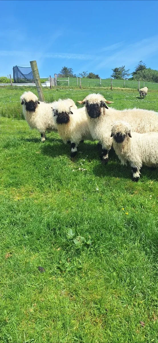 Valais blacknose sheep - Image 1