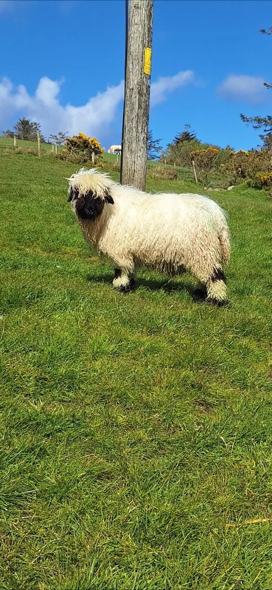 Valais blacknose sheep - Image 3
