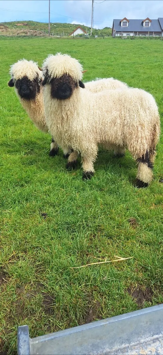 Valais blacknose sheep - Image 4