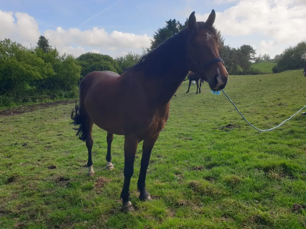 4 year old Irish Draught mare - Image 2