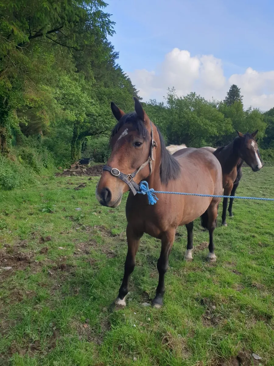 4 year old Irish Draught mare - Image 3