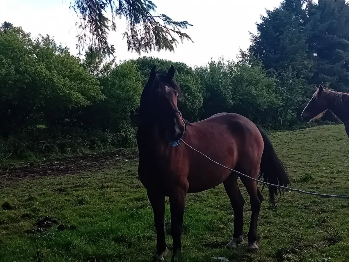 4 year old Irish Draught mare - Image 4