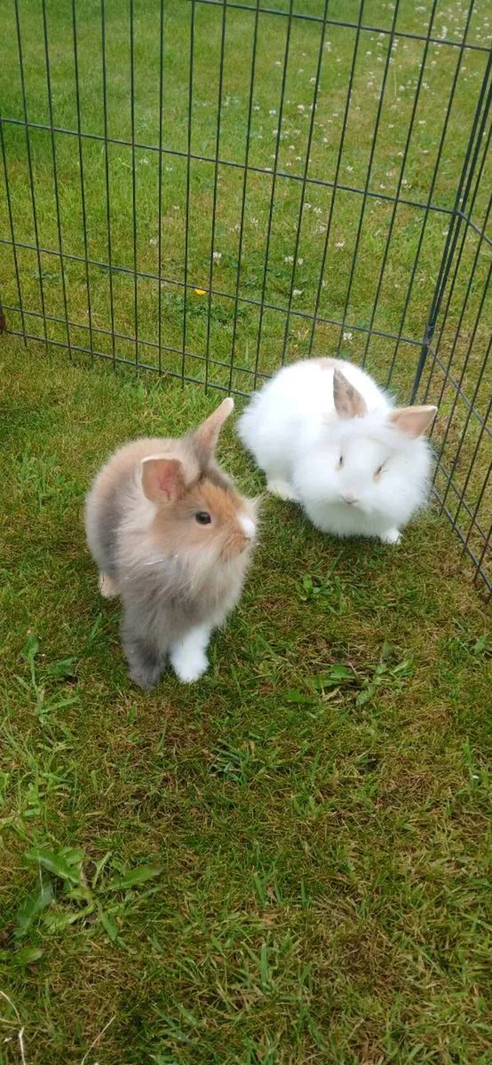 Baby  Rabbits - Image 3