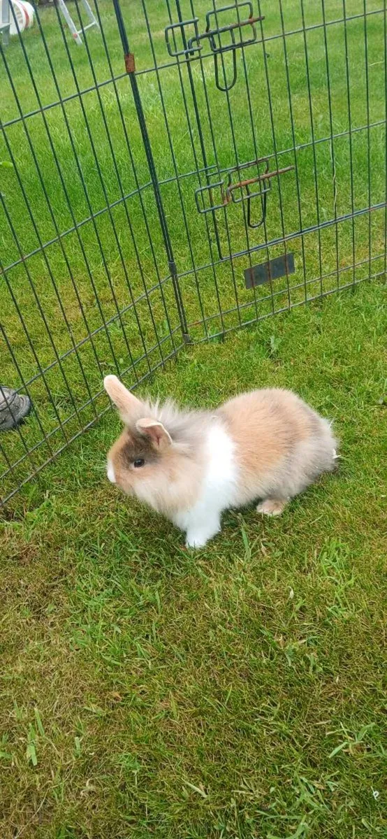 Baby  Rabbits - Image 4