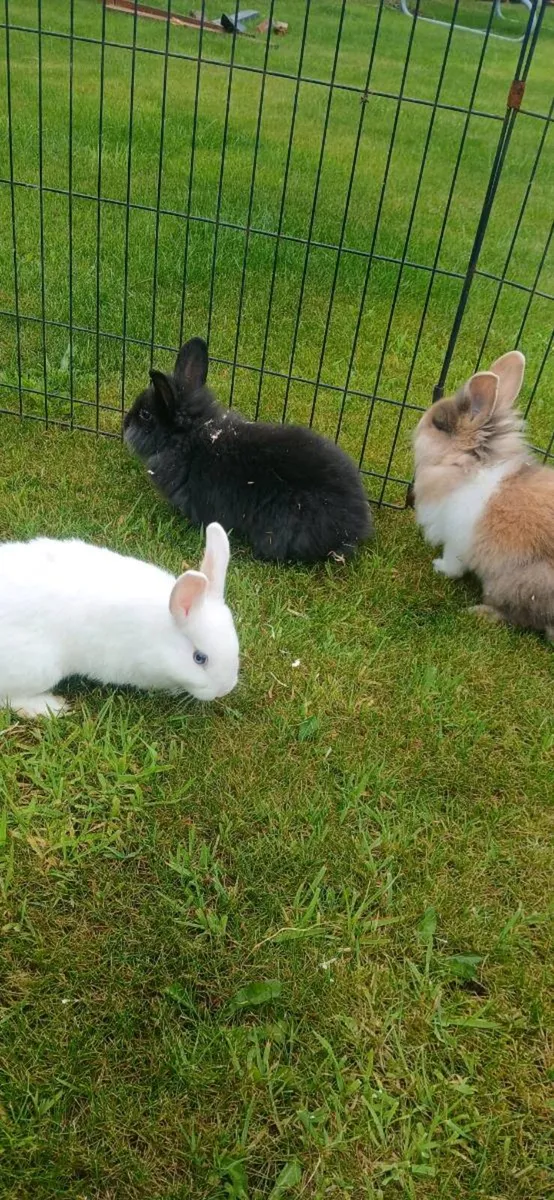 Baby  Rabbits - Image 1