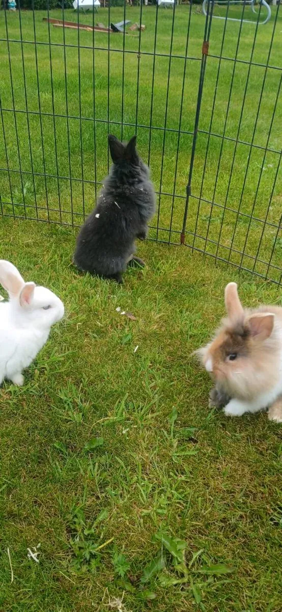 Baby  Rabbits - Image 2