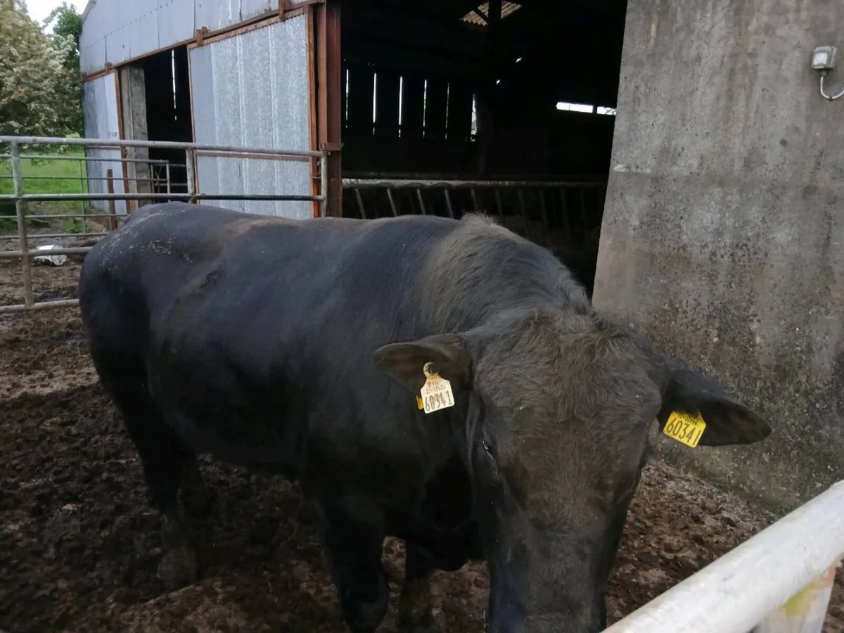 Bulls - Image 2