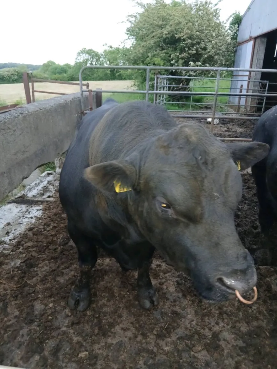 Bulls - Image 1