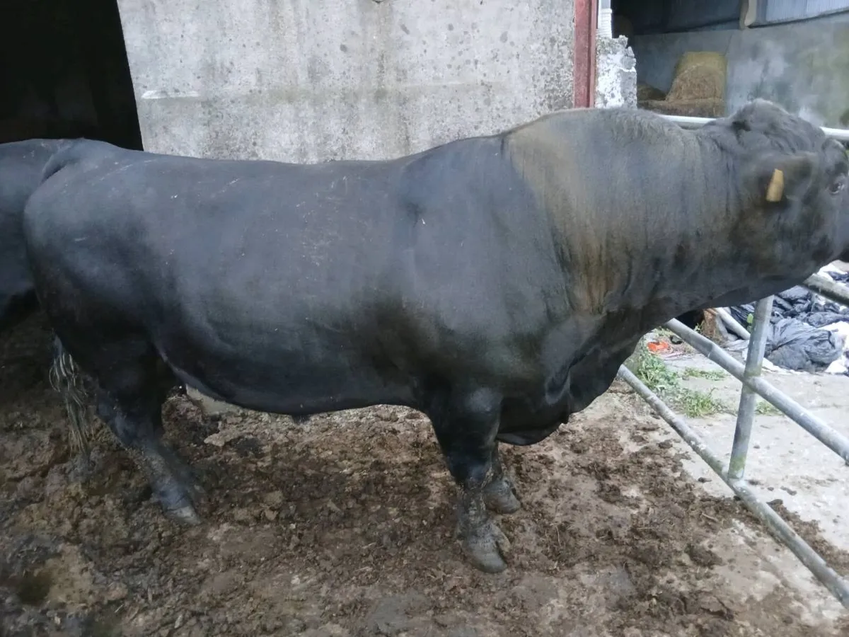 Bulls - Image 3