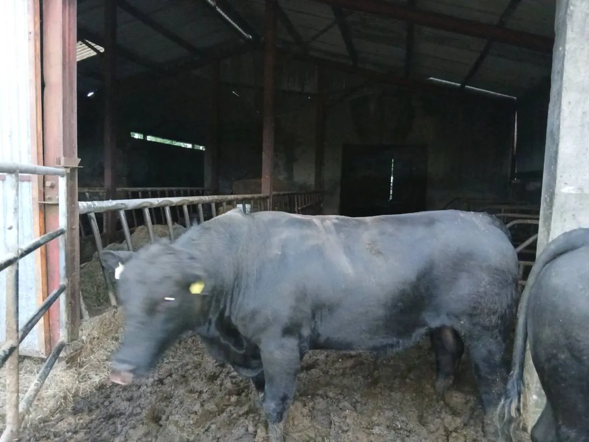 Bulls - Image 4