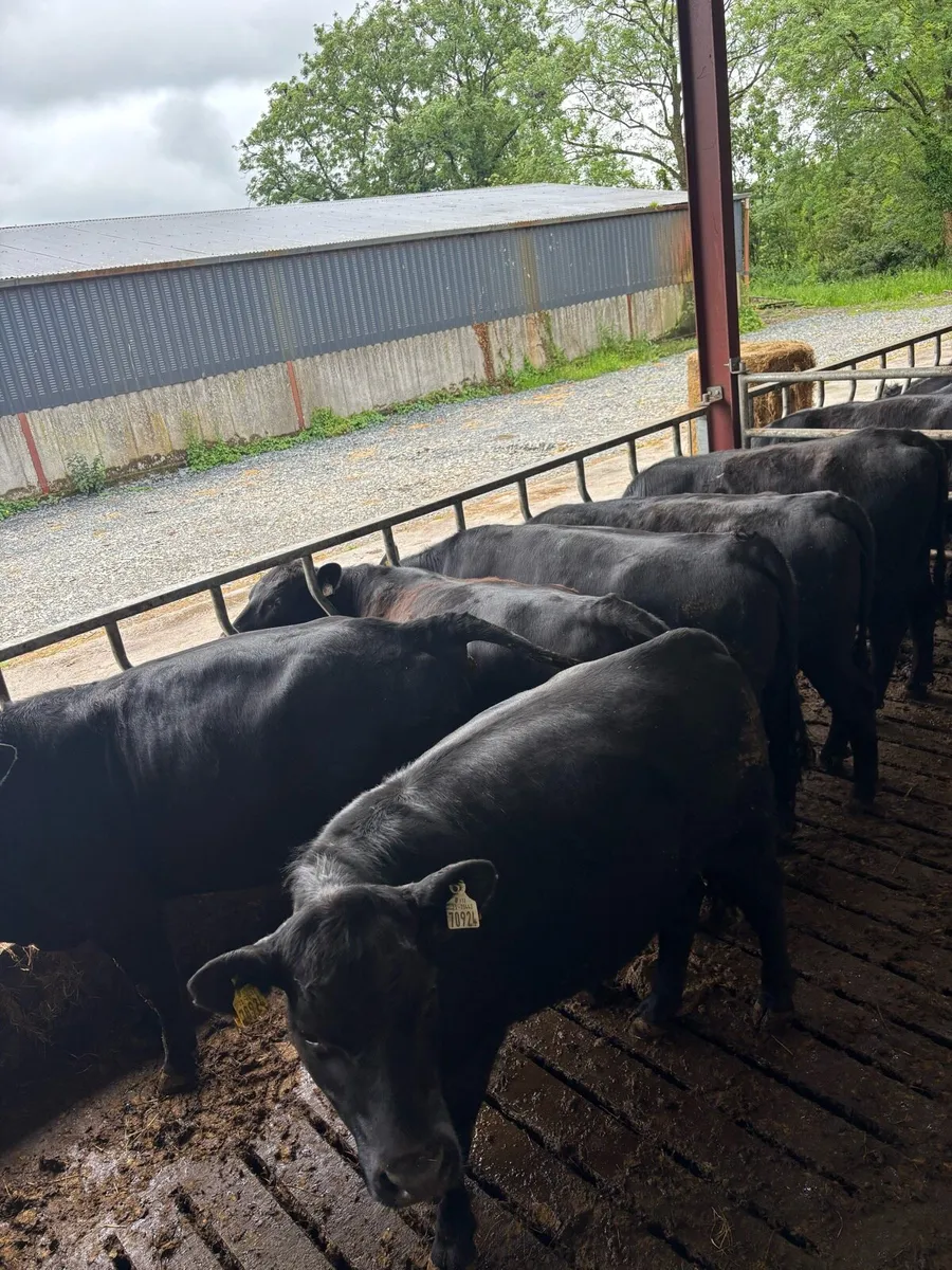 Angus heifers - Image 1