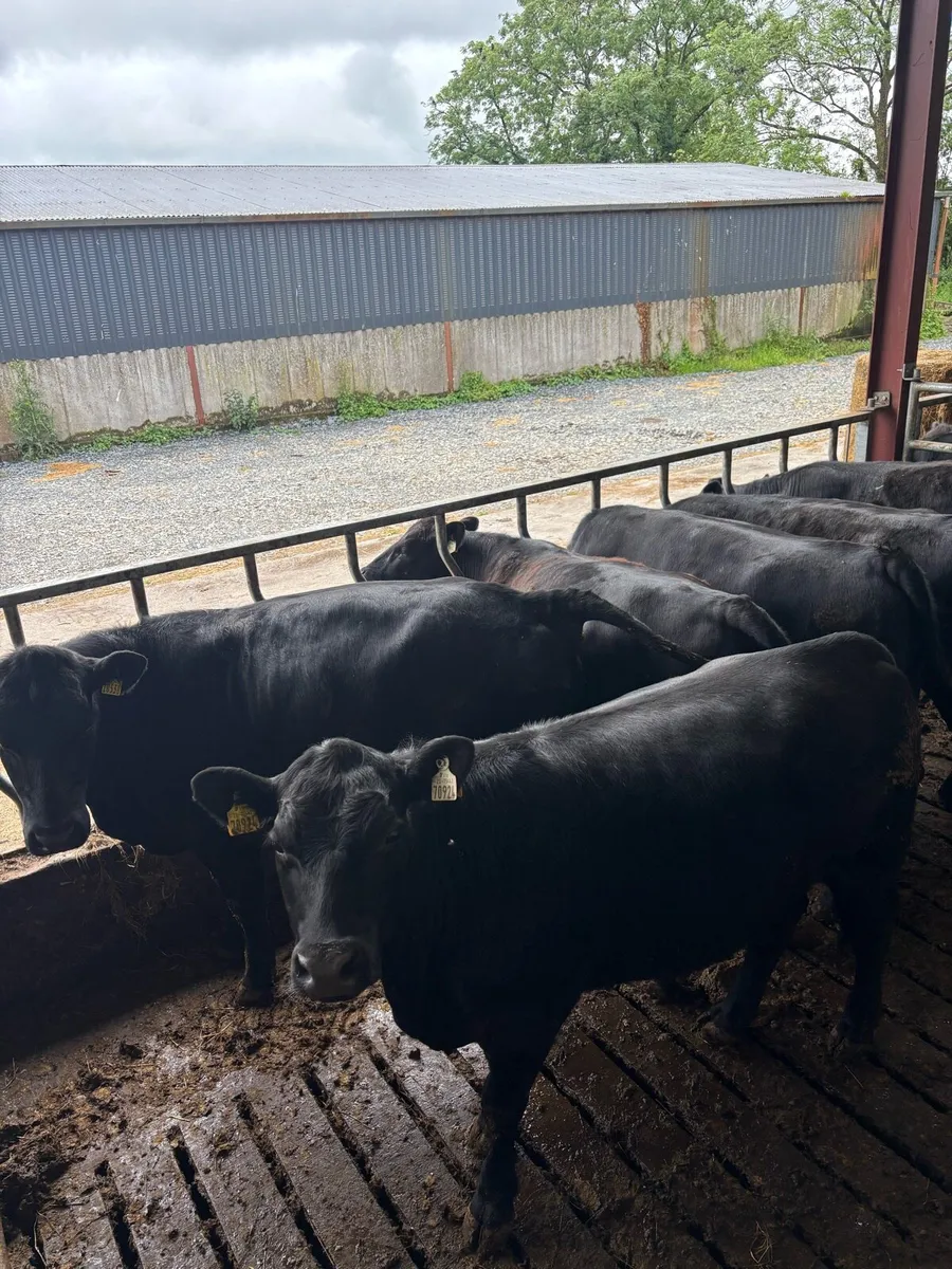 Angus heifers - Image 2