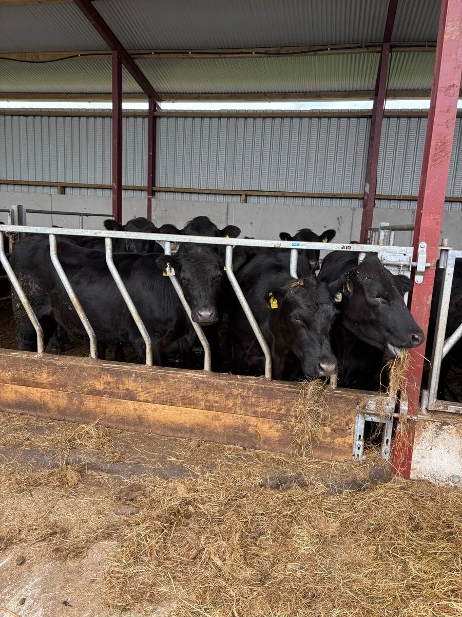 Angus heifers - Image 4