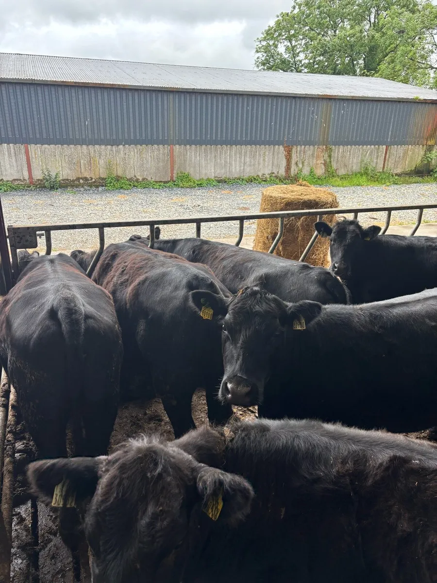 Angus heifers - Image 3