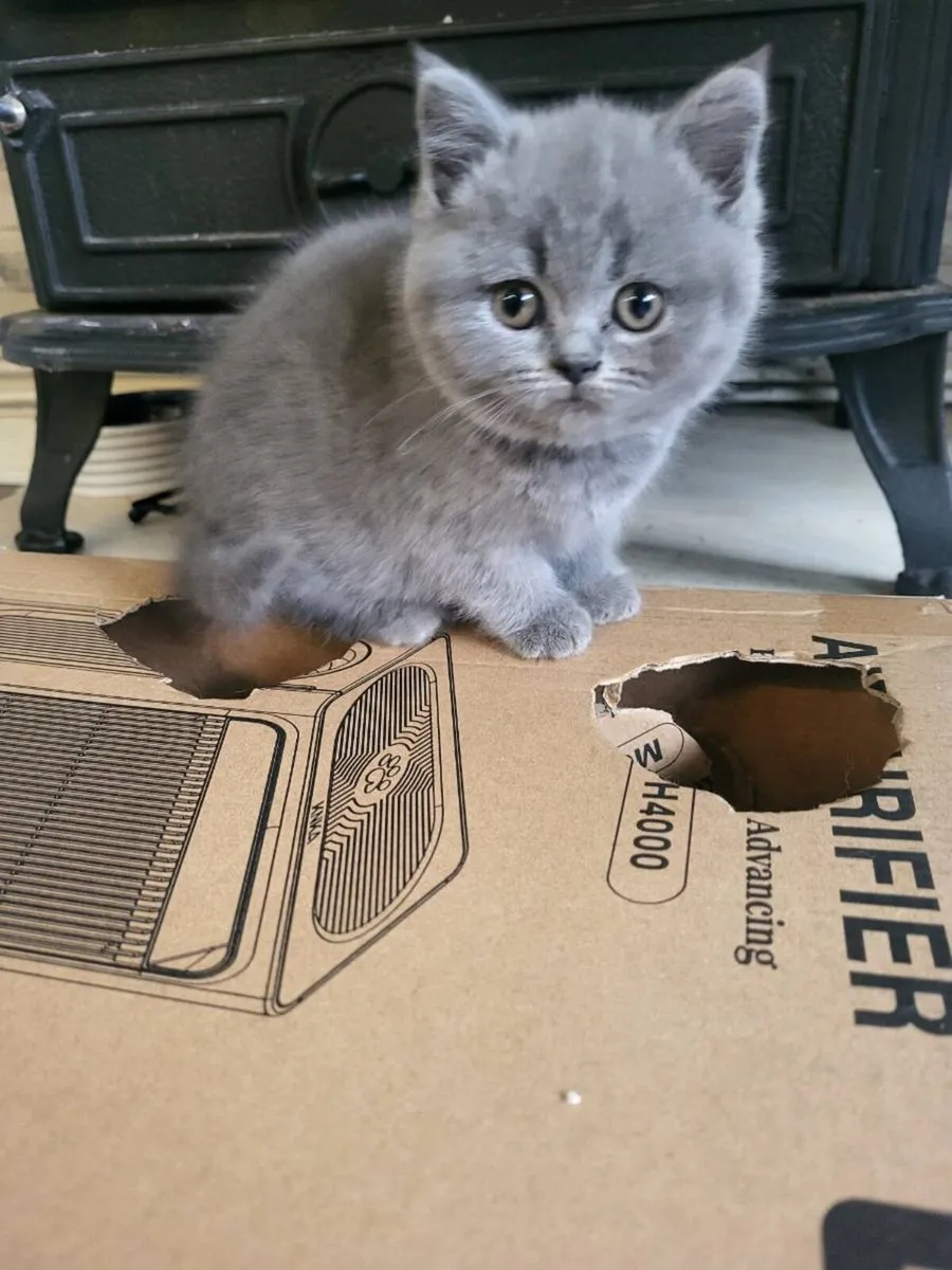 British Shorthair kittens - Image 1