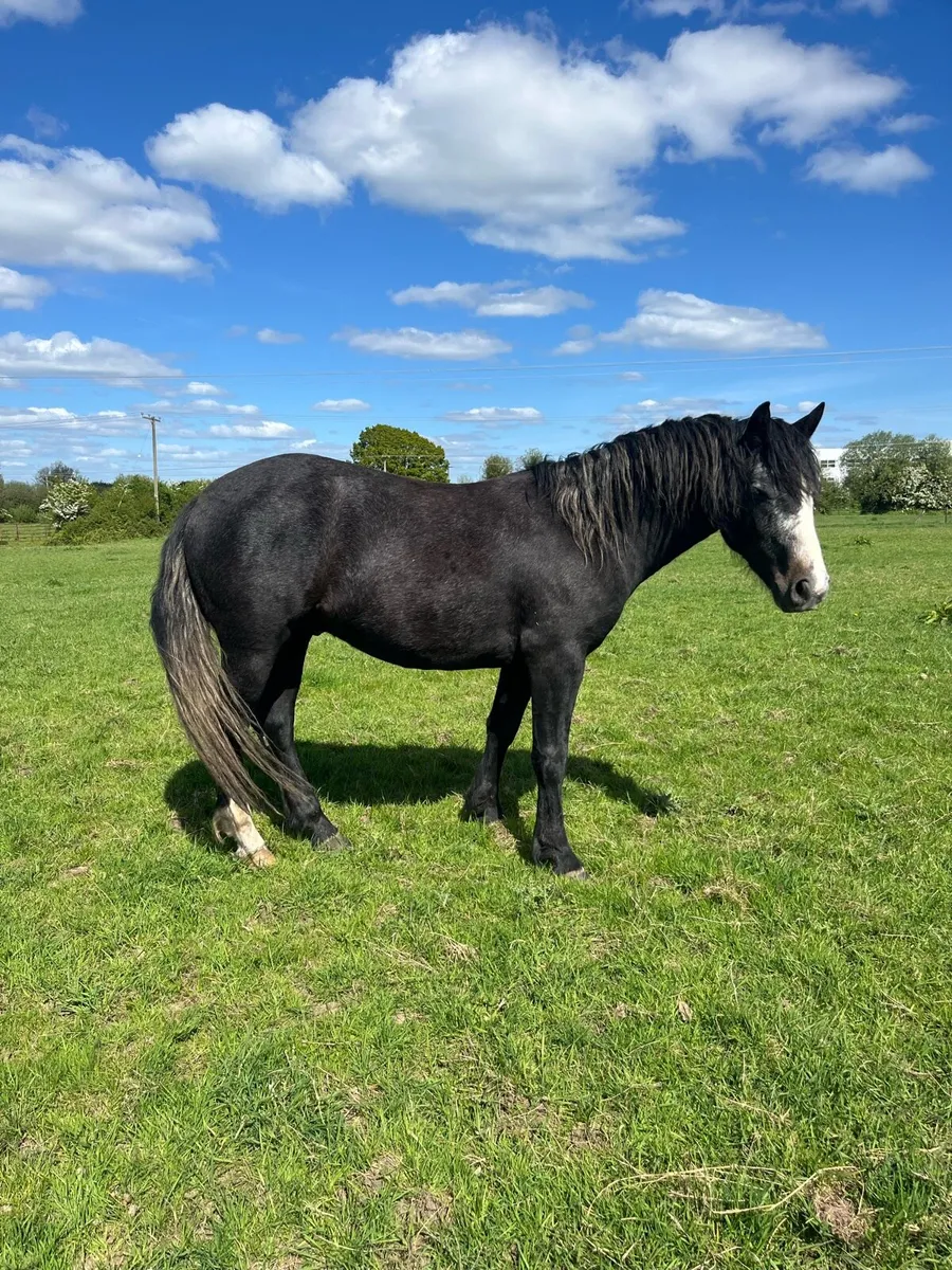 Homebred 3 year old Connemara Gelding - Image 1