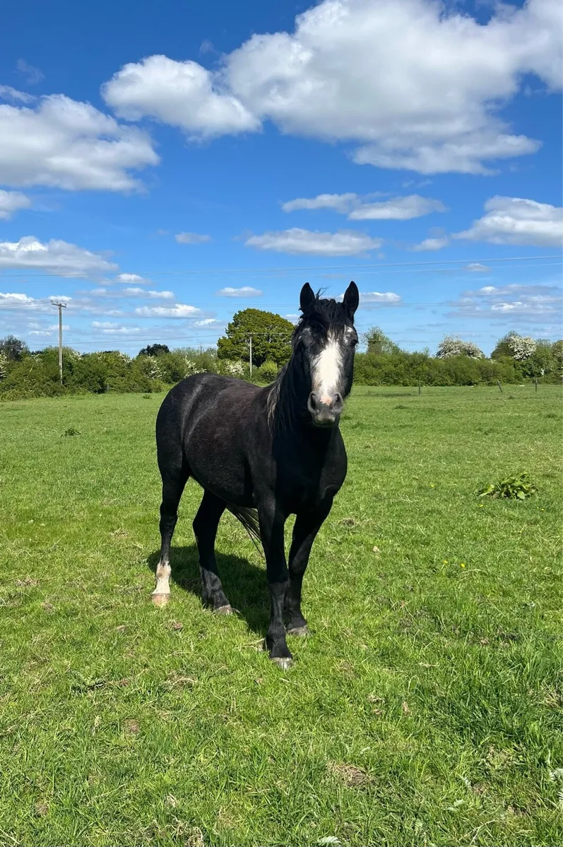 Homebred 3 year old Connemara Gelding - Image 3