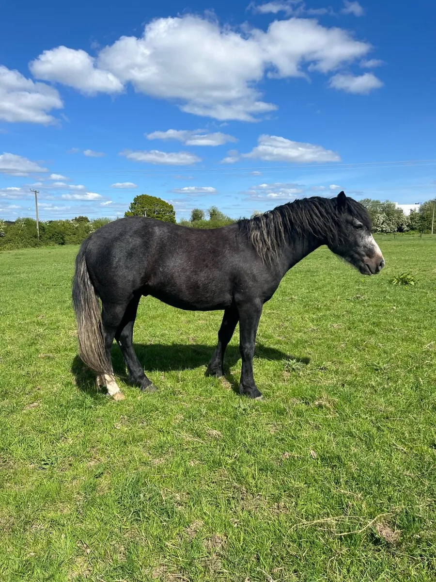 Homebred 3 year old Connemara Gelding - Image 2