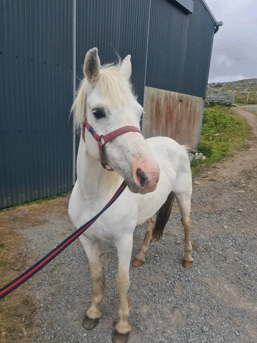 Connemara Registered mare - Image 1