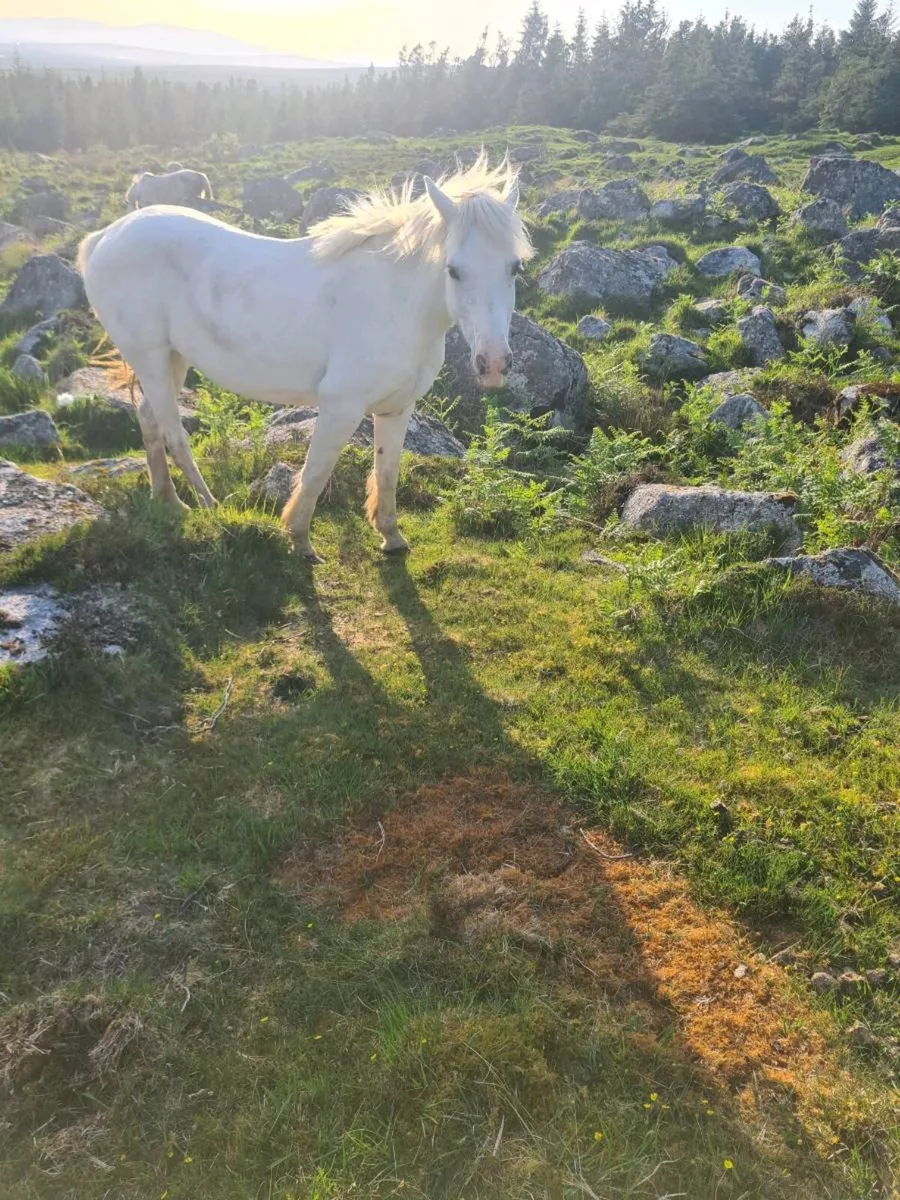Connemara Registered mare - Image 4