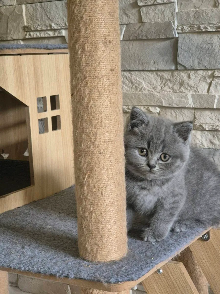 British Shorthair kittens - Image 1