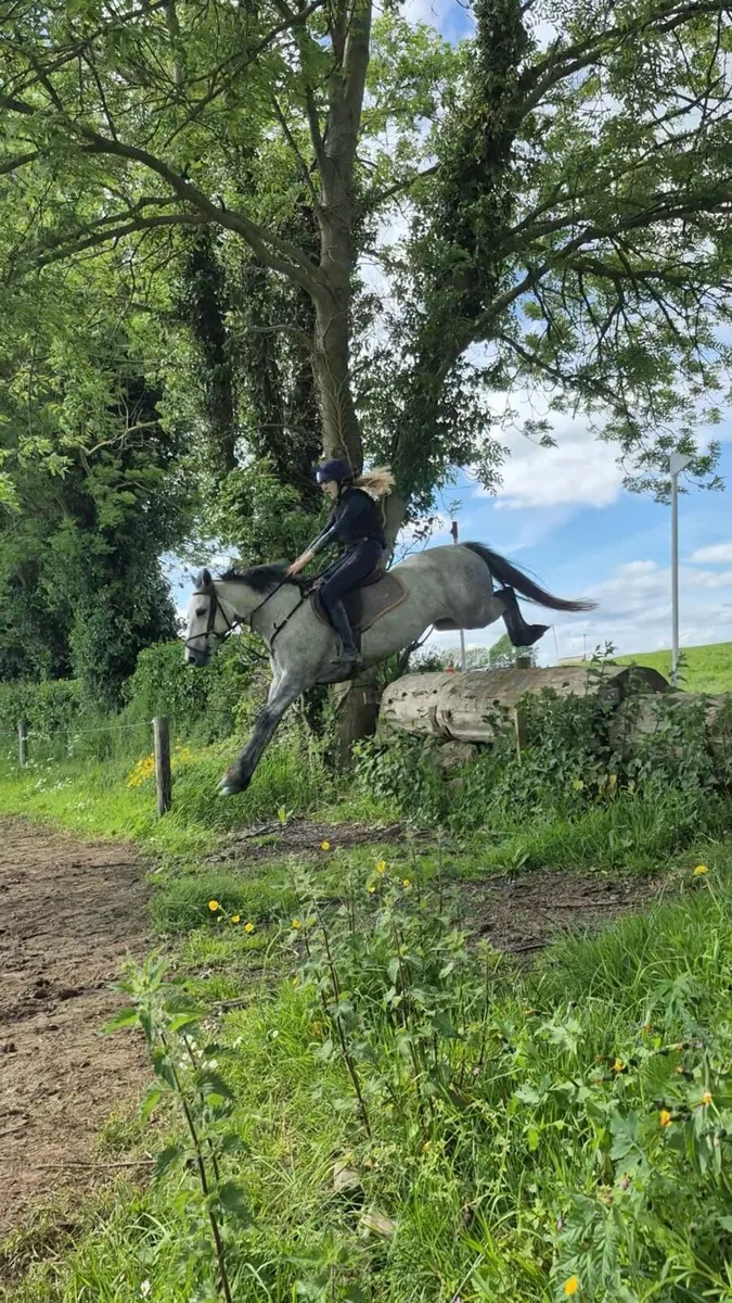 5yr old 15.1 hands Connie x ISH - Image 1