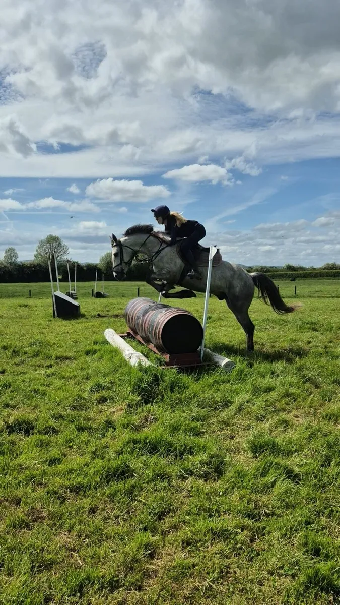 5yr old 15.1 hands Connie x ISH - Image 2