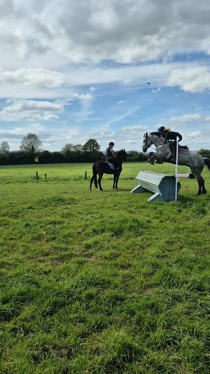 5yr old 15.1 hands Connie x ISH - Image 3