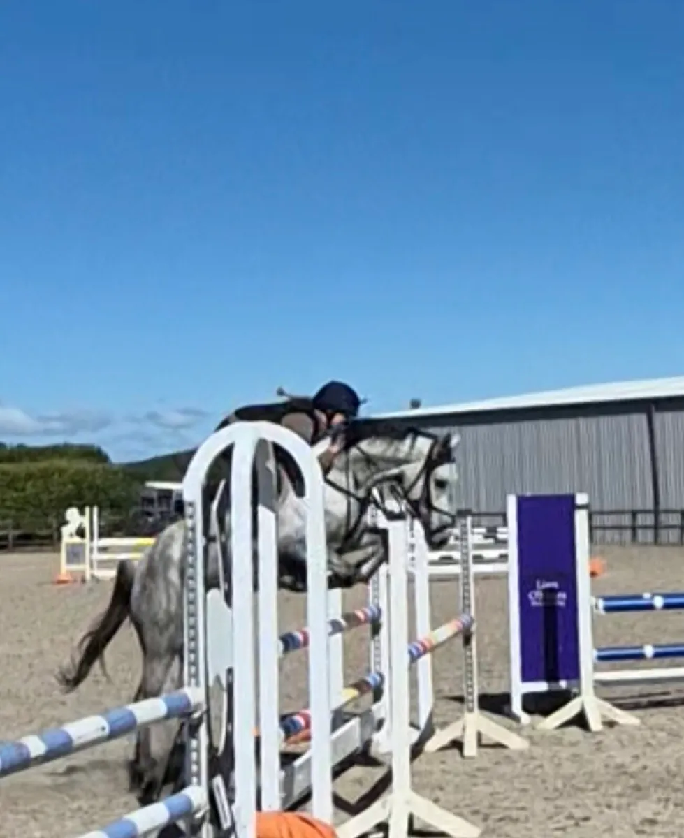 5yr old 15.1 hands Connie x ISH - Image 4