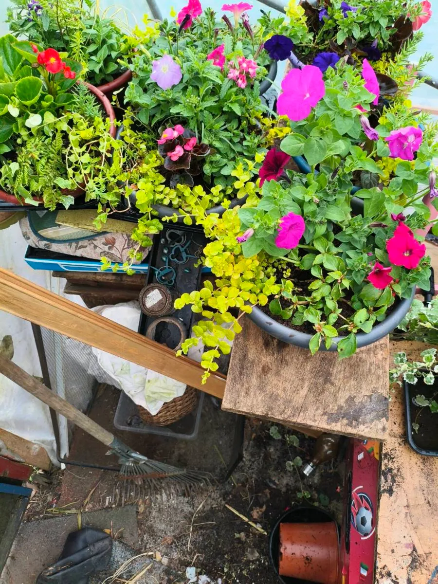 Beautiful new full pots freshly made .full bloom - Image 1