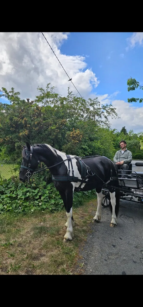 Half bred Friesian - Image 2