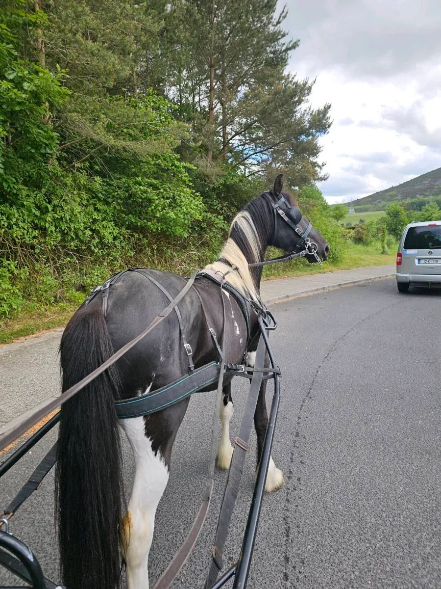 Half bred Friesian - Image 3