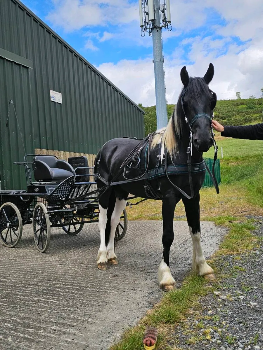 Half bred Friesian - Image 1