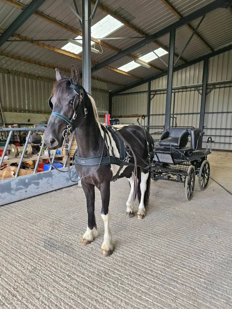 Half bred Friesian - Image 4