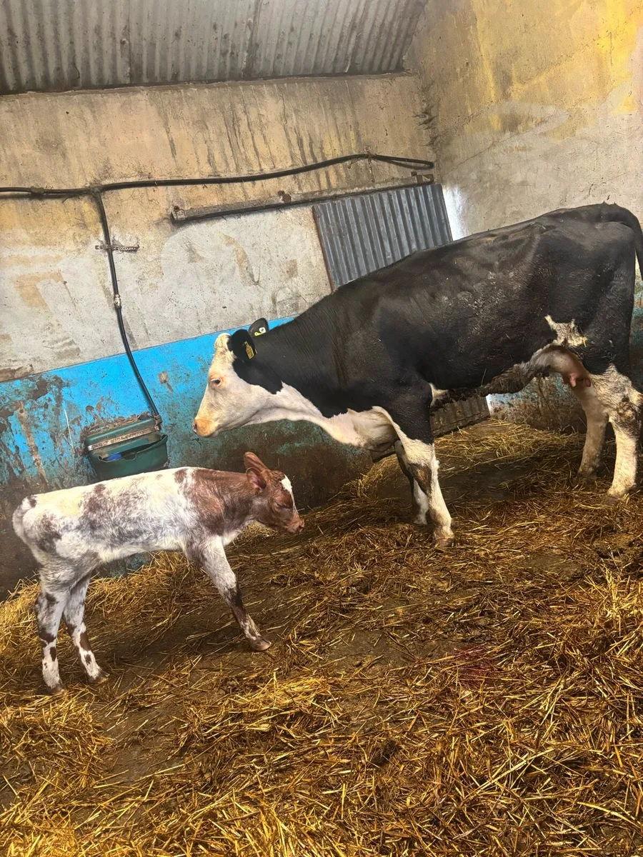 Cows and calves at foot - Image 3