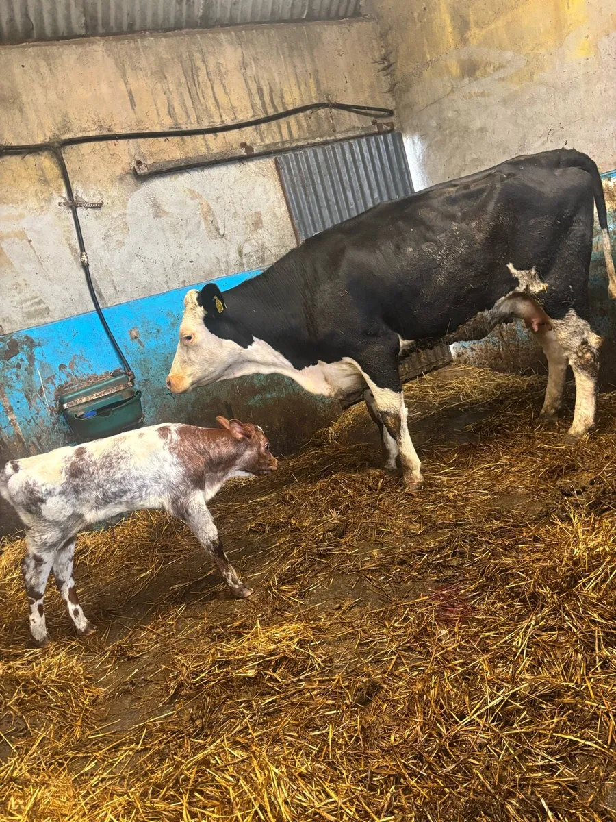 Cows and calves at foot - Image 2