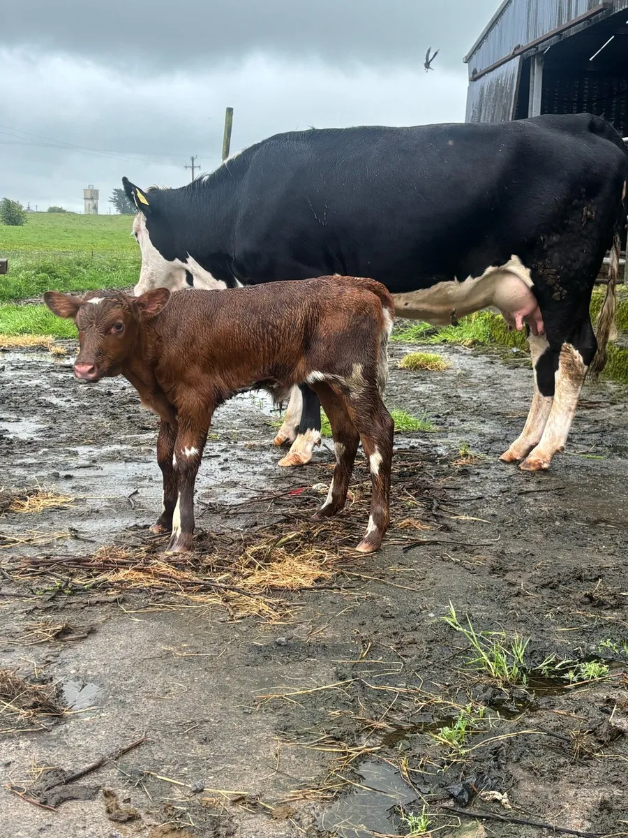 Cows and calves at foot - Image 4