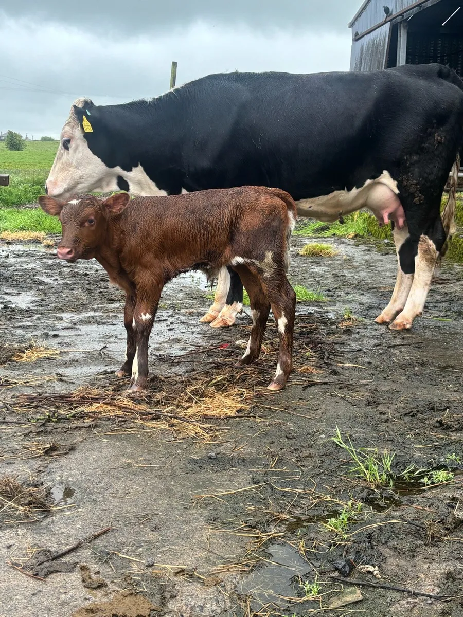 Cows and calves at foot - Image 1