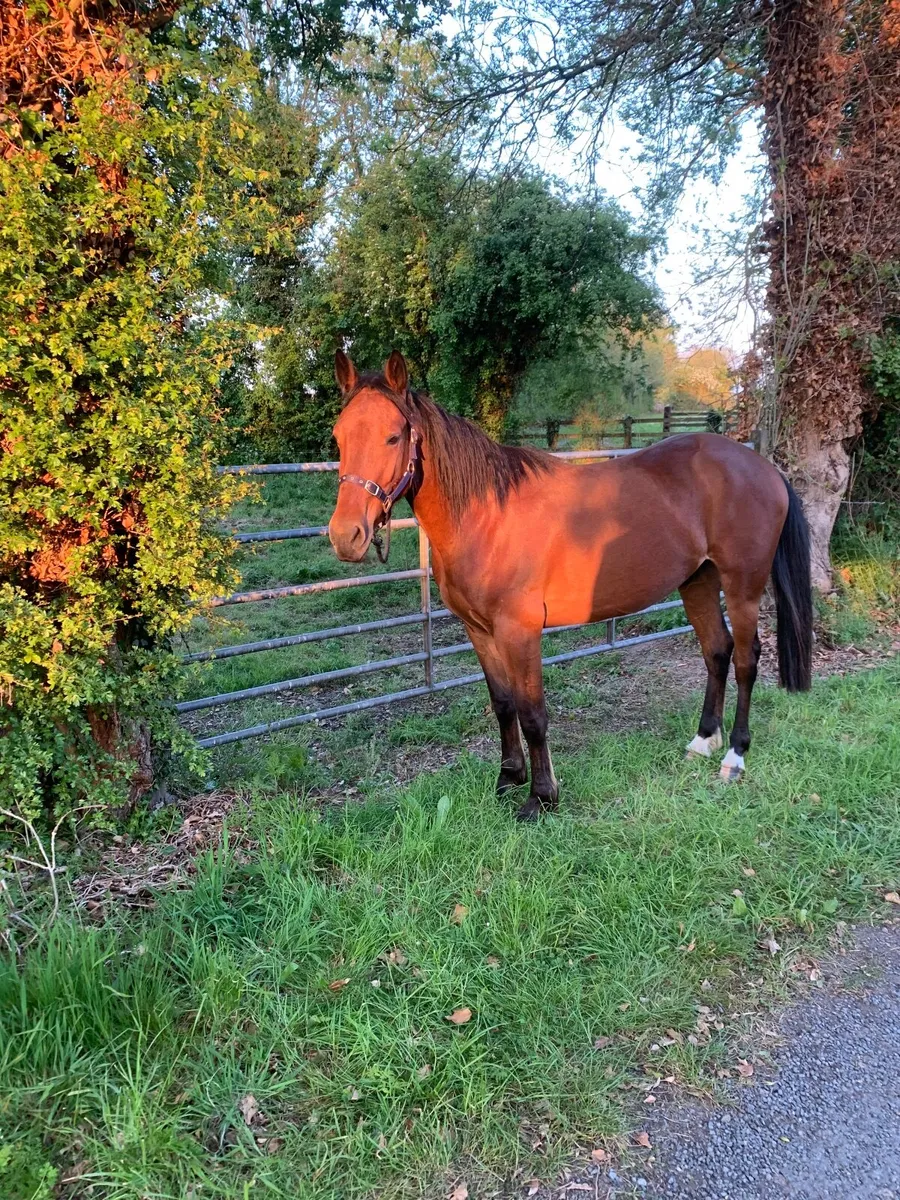 Riding & driving gelding - Image 3
