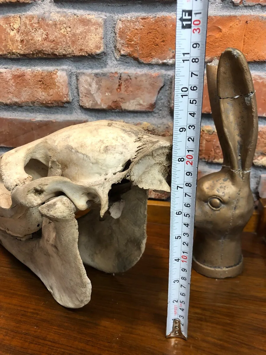 Vintage skull - Image 3
