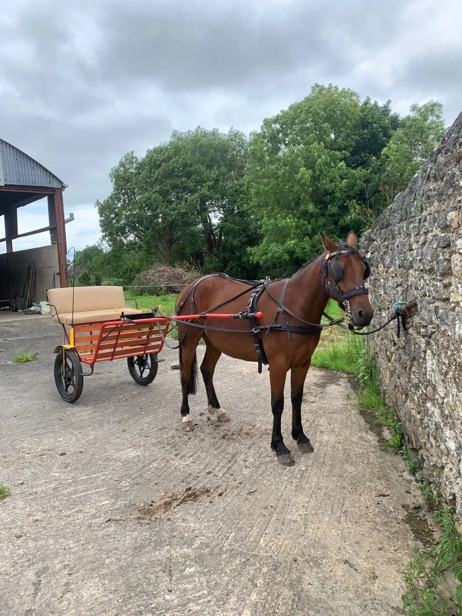 Riding & driving gelding - Image 1