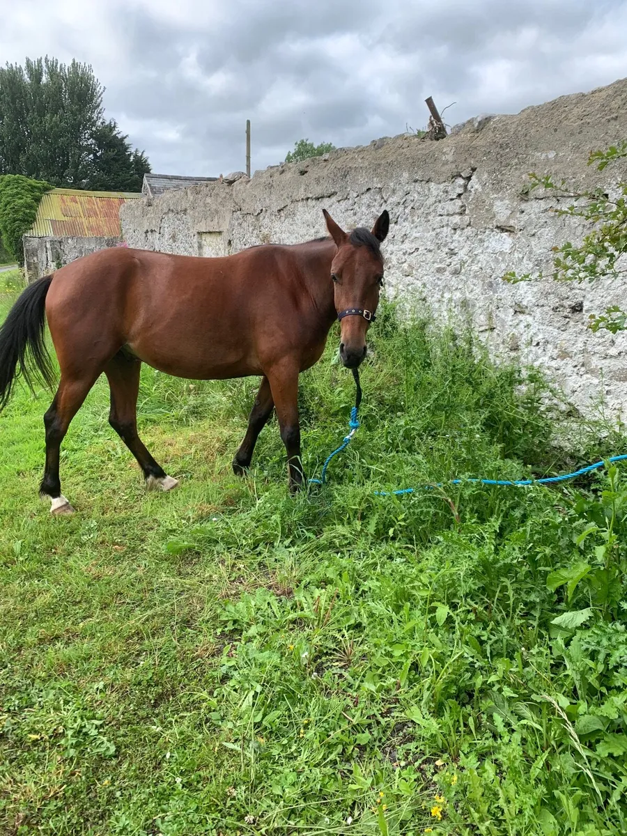 Riding & driving gelding - Image 2