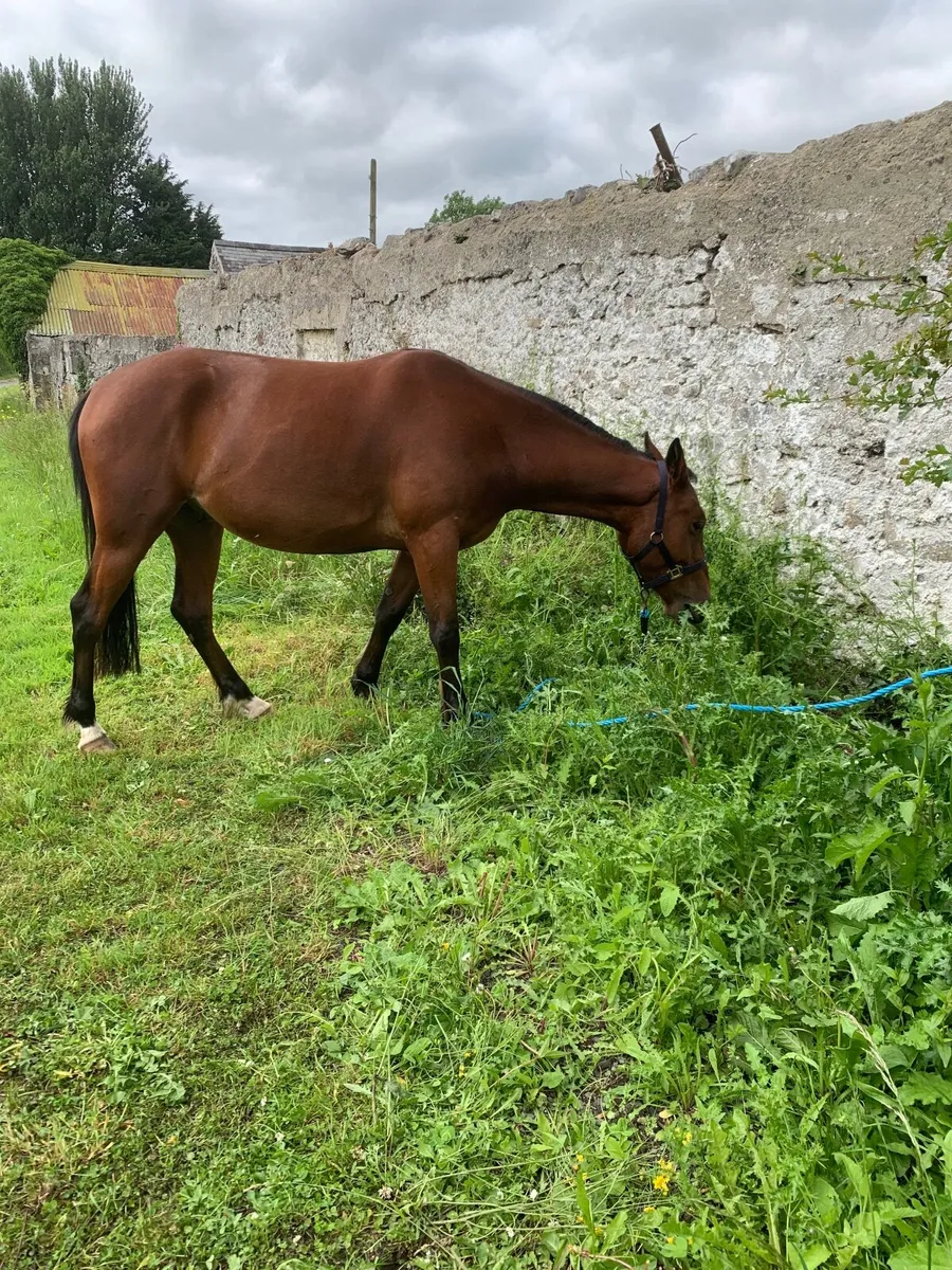 Riding & driving gelding - Image 4