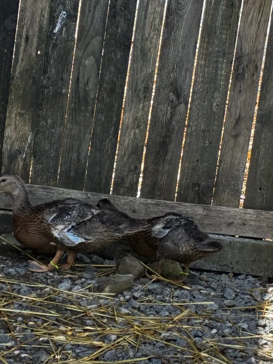 Runner and Appleyard Ducks - Image 3
