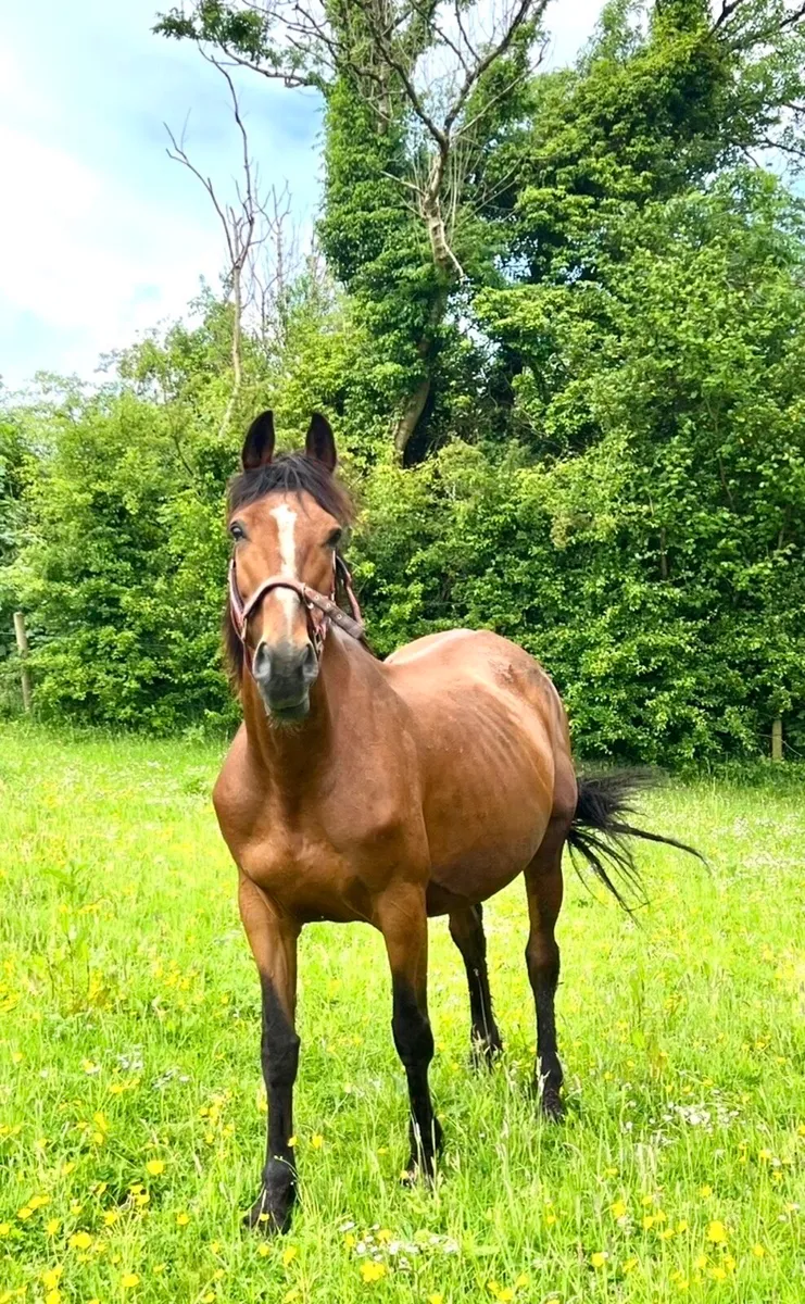 Luidam infoal 2 Emerald..+10 young horses for sale - Image 2