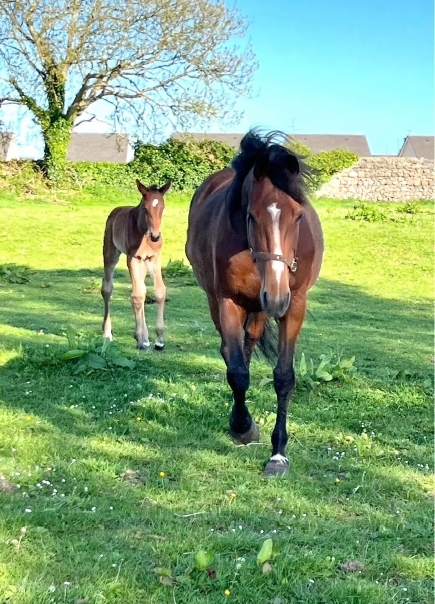 Luidam infoal 2 Emerald..+10 young horses for sale - Image 3