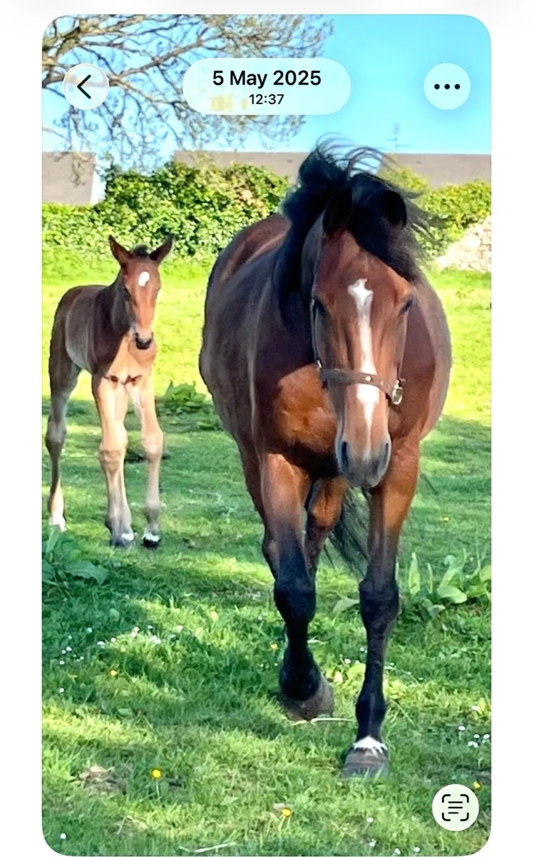 Luidam infoal 2 Emerald..+10 young horses for sale - Image 4