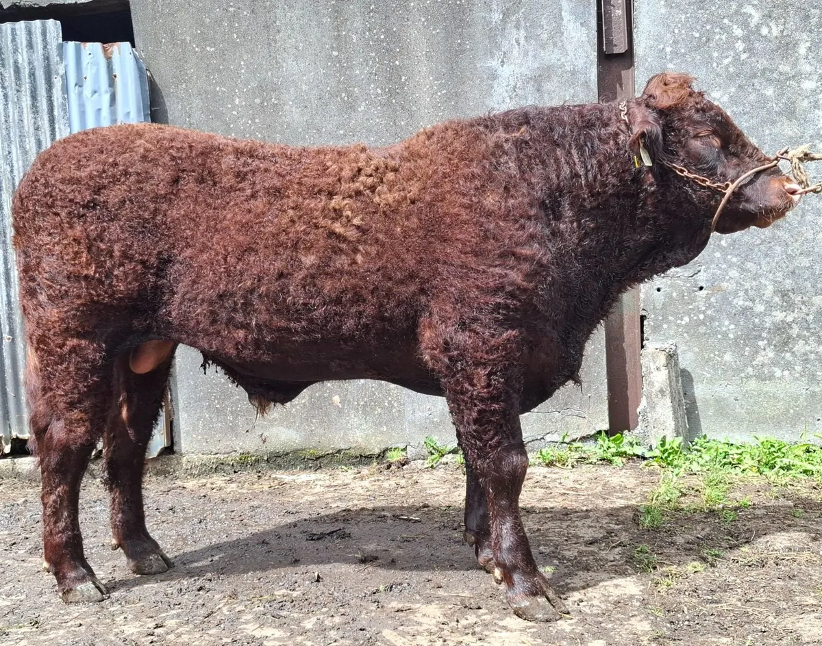 SALERS BULL - Image 3